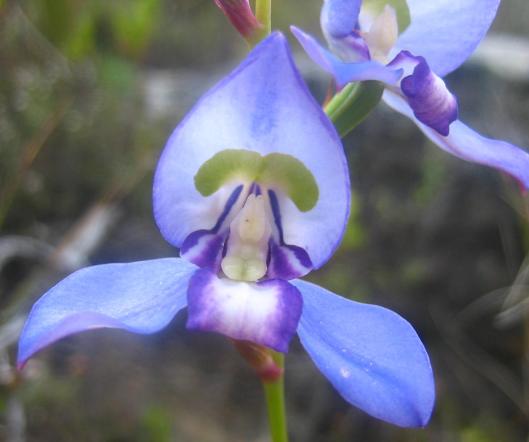 Disa species: Photographed by Retha Wareham